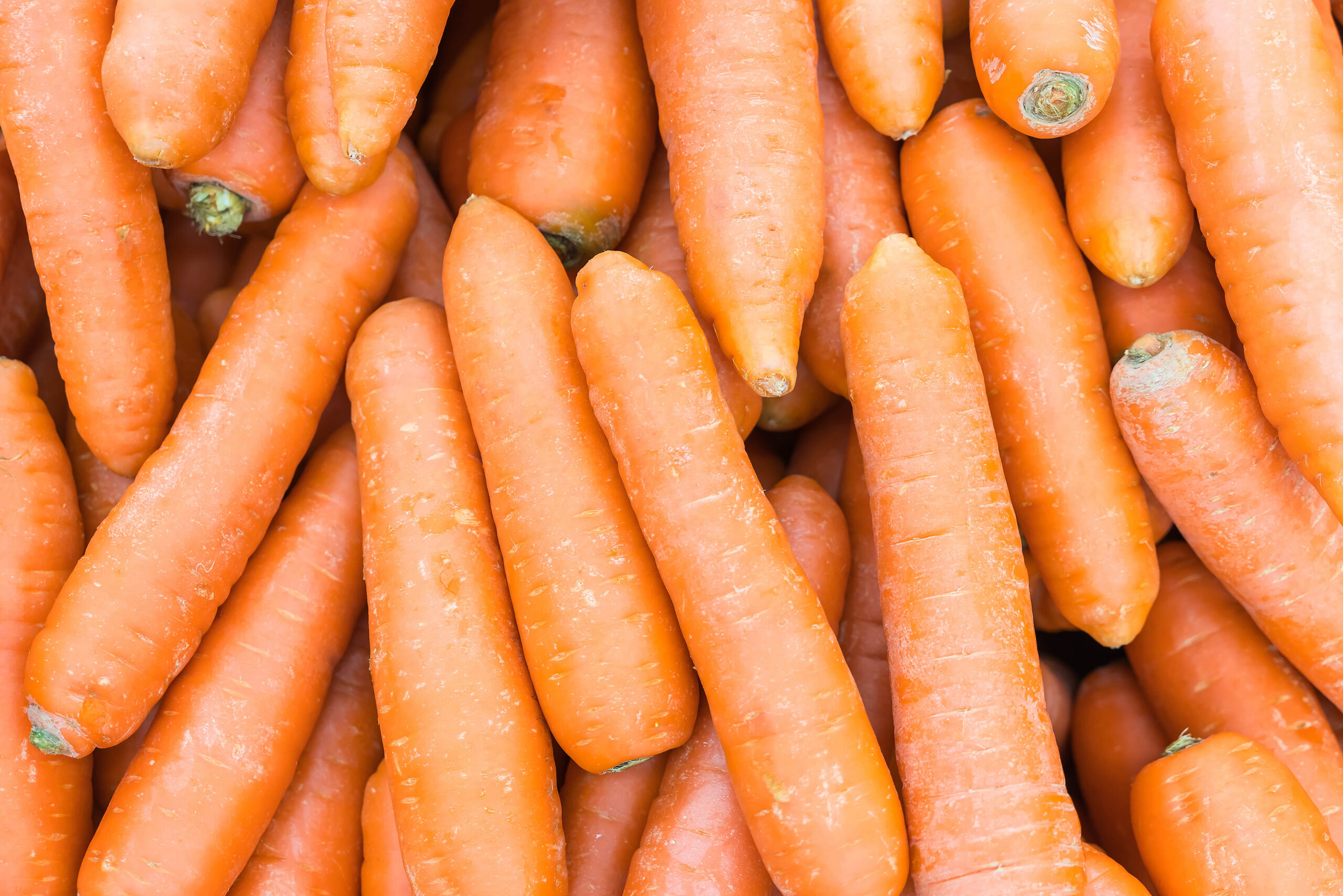 carrotes